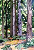 Young Redwoods by Illingworth Kerr, watercolour on paper, sold Jun 2003