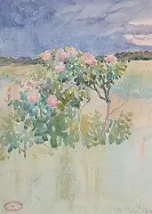 William Maltman, Untitled - Wild Rose, 1923, watercolour on paper