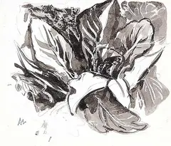 Untitled - Skunk Cabbage Study by Arthur Lismer, ink on paper, sold Apr 2003