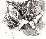 Arthur Lismer, Untitled - Skunk Cabbage Study, ink on paper