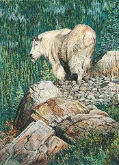 George Elson McLean, Untitled - Rocky Mountain Goat, gouache on paper board