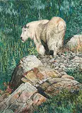 George Elson McLean, Untitled - Rocky Mountain Goat, gouache on paper board