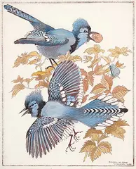 Claude W. Gray, Untitled - Two Bluebirds, 1940, colour lithograph on paper
