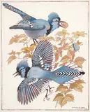 Claude W. Gray, Untitled - Two Bluebirds, 1940, colour lithograph on paper