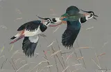 Ralston Gudgeon, Green Plover in Flight, watercolour on paper