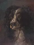 Thomas Mower Martin, Untitled - Spaniel, oil on paper board