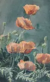 Untitled - Poppies by Margaret Shelton, 1974, watercolour on paper, sold Dec 2002