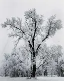 Oak Tree, Snow Storm by Ansel Adams, 1948, silver photograph on paper, sold Dec 2002