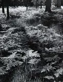 Ansel Adams, Ferns