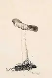 Paul Fournier, Mushroom #1, 1965, ink on paper