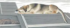 Le Chien d'Or #36/70 by Alex Colville, 1987, silkscreen on paper, sold Apr 2002