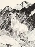 Carl Rungius, Untitled - Rocky Mountain Ram