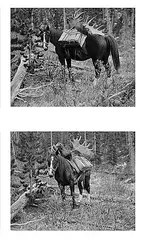 Carl Rungius, Group of Photographs, photograph on paper