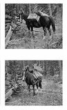 Carl Rungius, Group of Photographs