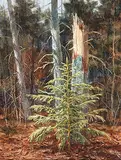 Mitch Billing, Untitled - New Life, 1983, watercolour on paper