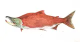 Jack Lee Cowin, Sockeye Salmon #26/40, 1995, five colour lithograph on paper