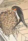 Sylvia Hahn, Swallows, 1957, colour wood block on paper