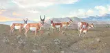 Elmer Schock, Antelope, 1975, oil on canvas board