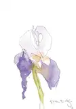 Claude A. Simard, Untitled - Iris