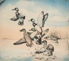 Leonard Watson, Startled Mallards, hand coloured etching on paper