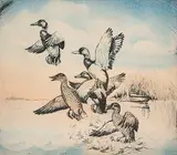 Leonard Watson, Startled Mallards, hand coloured etching on paper