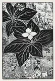 Henry Eric Bergman, Untitled - Flowers in Mountains