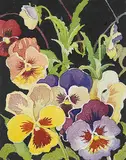 Annora Brown, Pansies