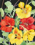 Annora Brown, Nasturtiums