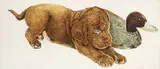 Jack Lee Cowin, Untitled - Lab with Ruddy Decoy #10/50