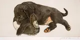 Jack Lee Cowin, Untitled - Black Lab with Blue Billed Decoy #AP