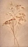 Louis Muhlstock, Untitled - Flora Series, 1972, mixed media on paper