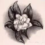 Victoria Hutson Huntley, Untitled - Gardenia, 1931, lithograph on paper