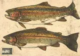 Jack Lee Cowin, Somewhere Over The Rainbow [Western Canada Trout Series] #42/50