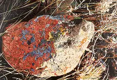 Dulcie Foo Fat, Drumheller Red Stone, oil on canvas