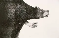 William Brent Ritchie, Blueberry #1/10, 1981, lithograph on paper