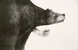 William Brent Ritchie, Blueberry #1/10, 1981, lithograph on paper