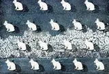 David Thauberger, Varying Hares