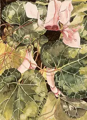 Jane Watanabe, Untitled - Cyclamen, watercolour on paper