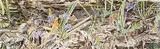 Tinyan Chan, Untitled - Scilla, 1980, watercolour on paper