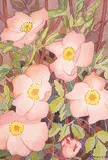 Annora Brown, Untitled - Wild Rose