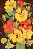 Annora Brown, Untitled - Nasturtiums