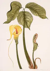 Arnold Iger, Cobra Lily #HC 1/10, 1981, colour etching on paper
