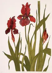 Arnold Iger, German Iris #68/165, 1981, colour etching on paper