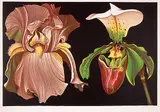 Lowell Nesbitt, Untitled - Iris and Orchid [plate V] #III/XXV, 1974, colour lithograph on paper