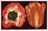 Lowell Nesbitt, Untitled - Poppy and Tulip [plate IV] #III/XXV, 1974, colour etching on paper