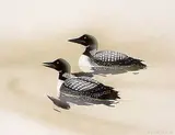 Michel G. Poirier, Untitled - Loons, 1990, watercolour on paper