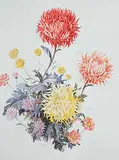 Richard Mathew Ciccimarra, Chrysanthemums, 1950, watercolour on paper