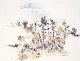 Dorothy Knowles, Untitled - Prairie Flowers