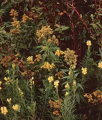 Keith Logan, Untitled - Wildflowers, 1985, colour photograph on paper