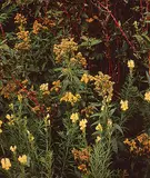 Keith Logan, Untitled - Wildflowers, 1985, colour photograph on paper
